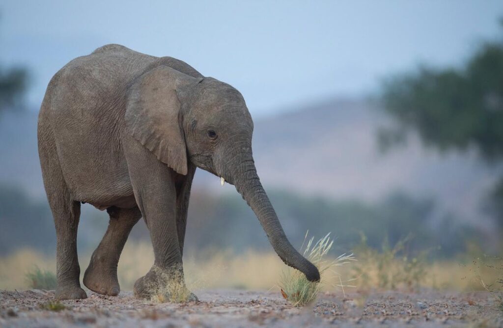 Etosha National Park