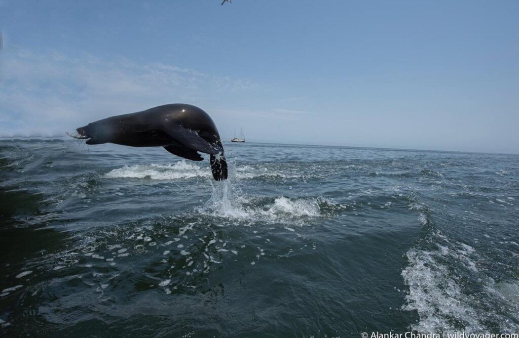 Dolphins | Hentis Bay