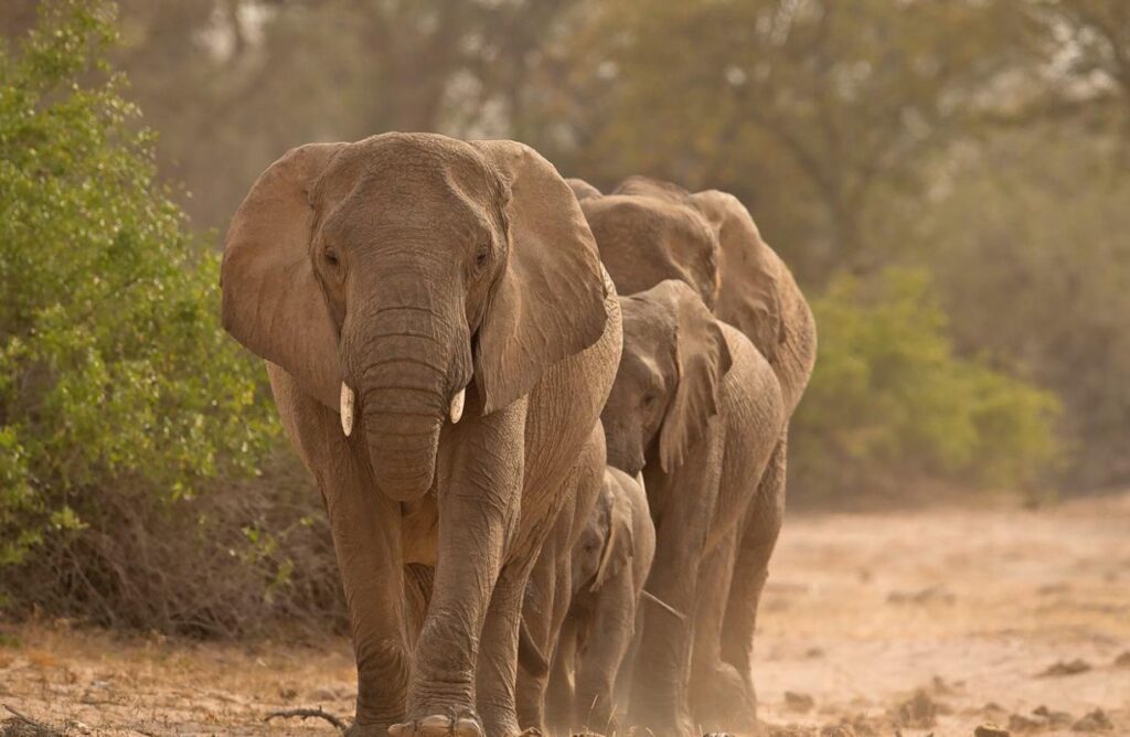 Etosha National Park